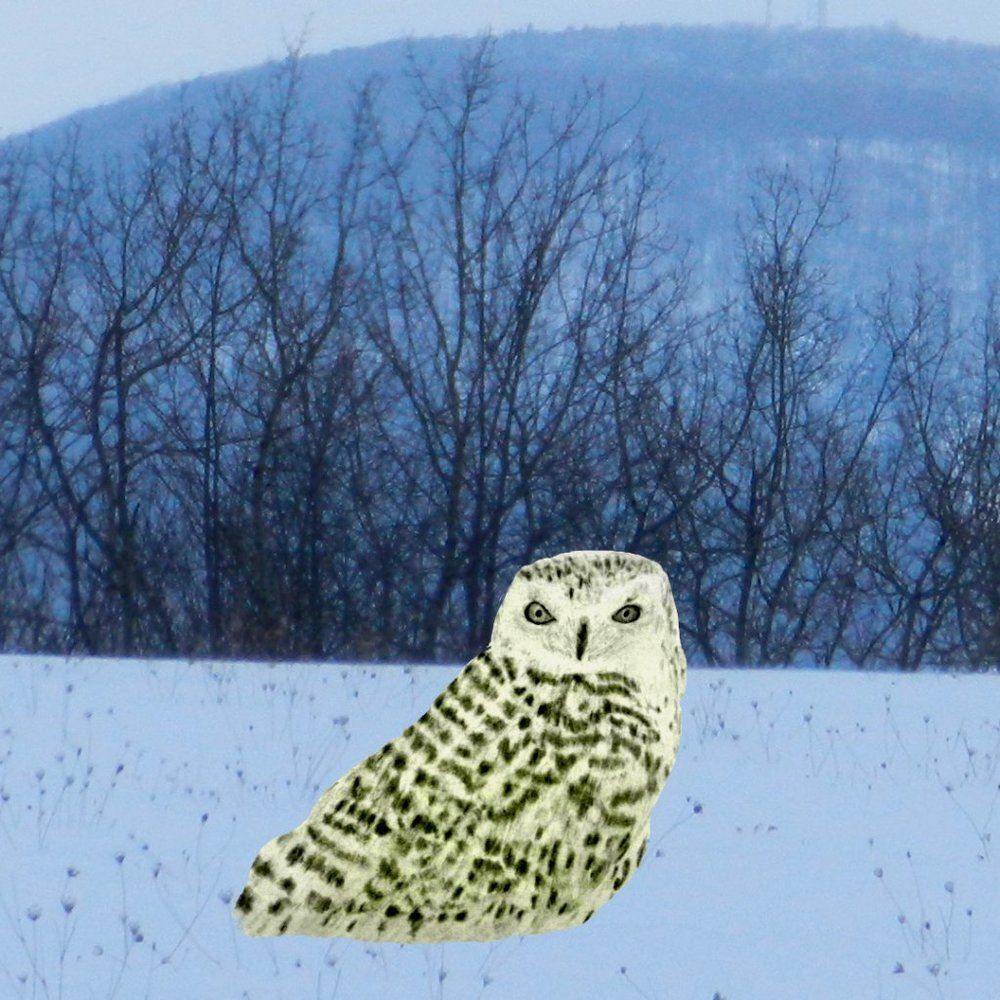 Hand Crafted Snowy Owl Framed Art Print Drawing 8x10 Wall Picture